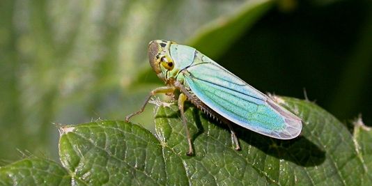 La cicadelle, vecteur de transmission de la flavescence dorée